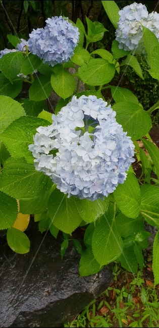 수국,꽃,6월,이슬,여름,식물,자연,plants,nature,꽃,flower