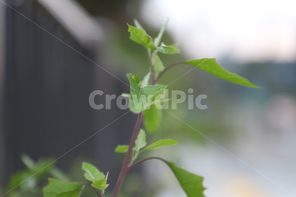 leaf,잎,plant,식물,초록잎,식물,자연,plants,nature