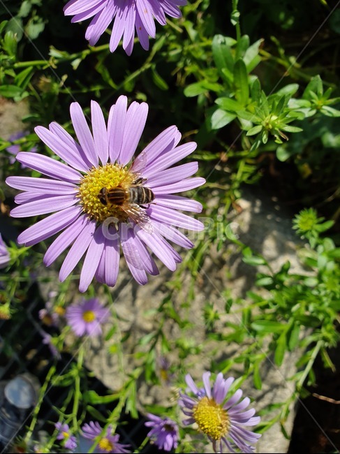 plant,식물,꽃,벌,아름다움,bee,flower,beautiful,bloom,blossom,beauty,vivid,vibrant,fresh,petal,꽃잎,life,color