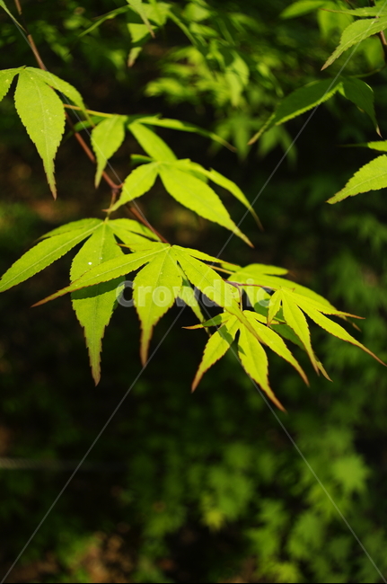 숲,나무,식물,plant,봄,spring,초록,잎,식물,자연,plants,nature