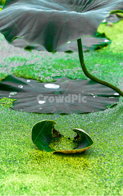 연잎,연대,문양,무늬,개구리밥,습지,식물,자연,plants,nature