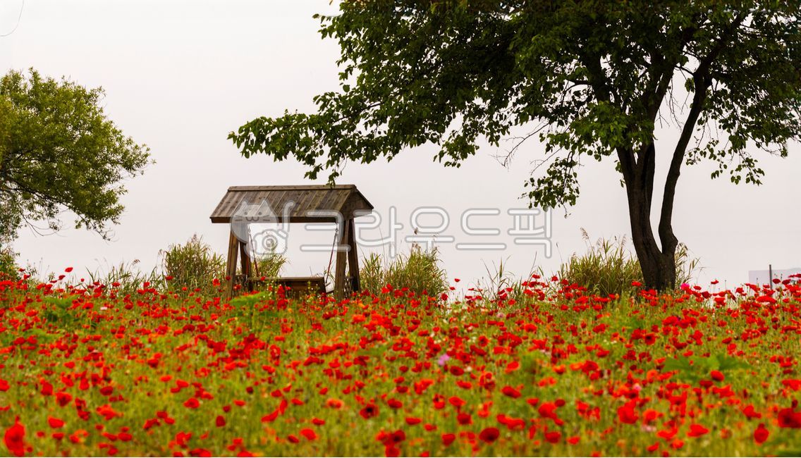 양귀비꽃,poppyflower,모양,shape,무늬,pattern,나무,tree