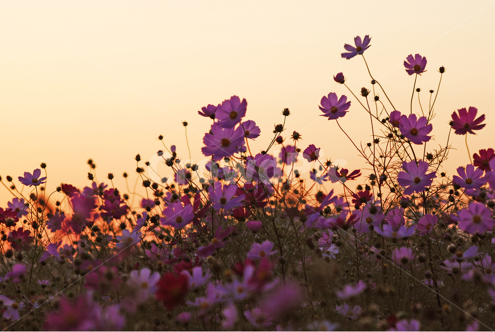 가을,코스모스,가을꽃,석양,해질무렵,일몰,가을분위기,감성,fall,emotion,sensible,feeling,cosmos,flowers,야생화,들꽃,10월,시즌,계절,서정,season,autumn,분홍색,분위기,느낌,필,sunset,야외,가을,계절,fall,autumn,season,식물,자연,plants,nature,꽃,flower,blossom,geranium,제라늄,plant,petal,꽃잎
