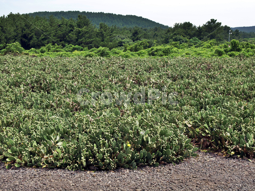 백년초,선인장,작물,밭,제주,올레14코스,올레길,자연,풍경,nature,landscape,plant,식물,gravel,자갈,road,도로,dirt road,흙길