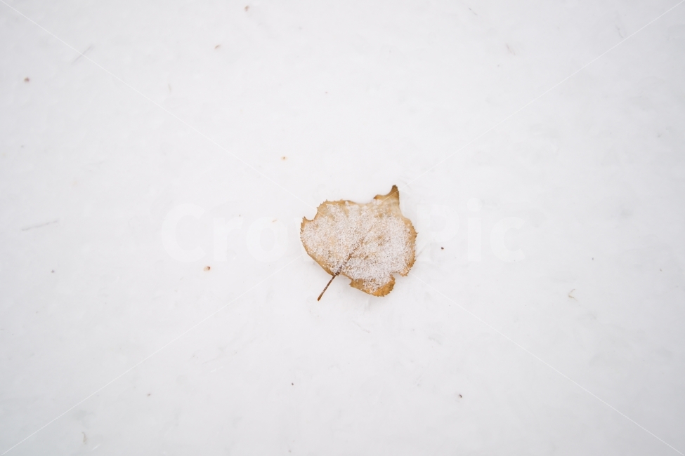 겨울,눈,나뭇잎,낙엽,흰색,겨울,계절,winter,season,식물,자연,plants,nature