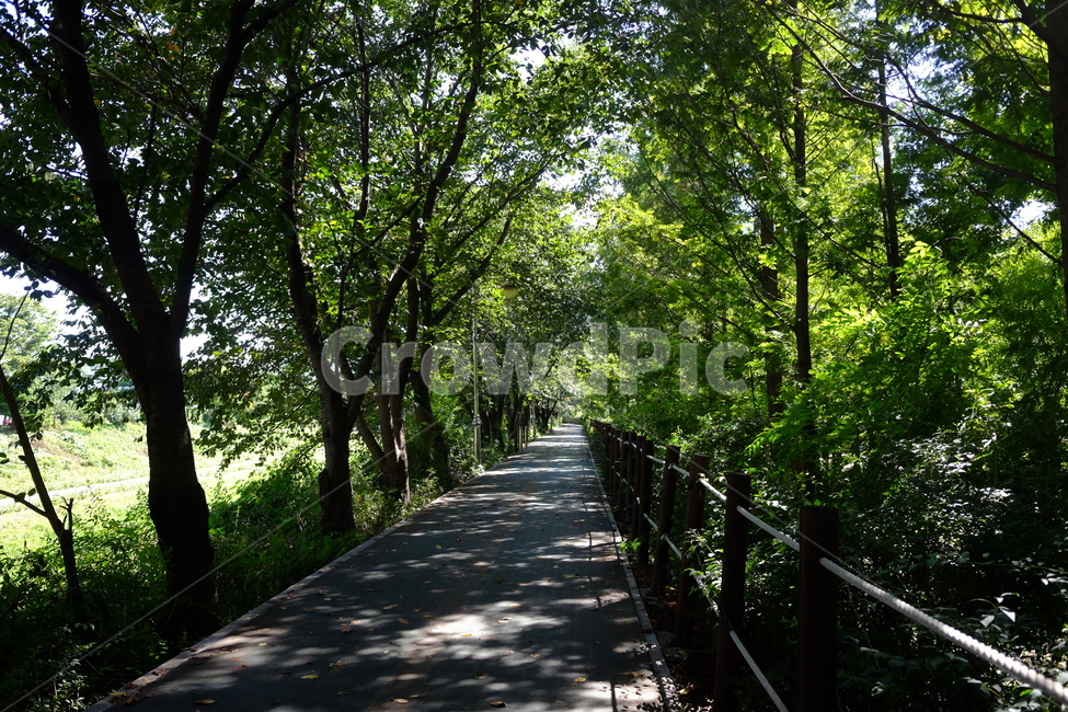 나무,산책로,길,여름,공원,그림자,자연,풍경,자연,풍경,nature,landscape,garden,정원,outdoors,옥외,arbour,정자