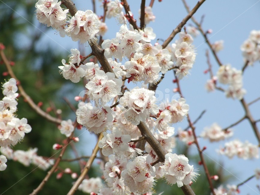 식물,꽃,꽃잎,flower,벚꽃,봄,계절,spring,season,식물,자연,plants,nature,꽃,flower,plant,blossom