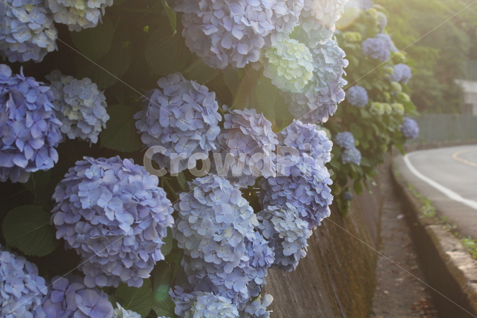 petal,light,hydrangea,Blue violet,flower