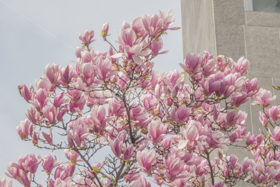 꽃,봄,봄꽃,목련,자목련,목련나무,봄,계절,spring,season,식물,자연,plants,nature,꽃,flower,plant,blossom,cherry blossom,벚꽃