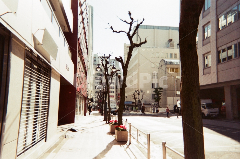 일본,도쿄,거리,한적한,골목,나무,tree,street,winter,겨울,alley,road,empty,film,filmphoto,빈지티,vintage