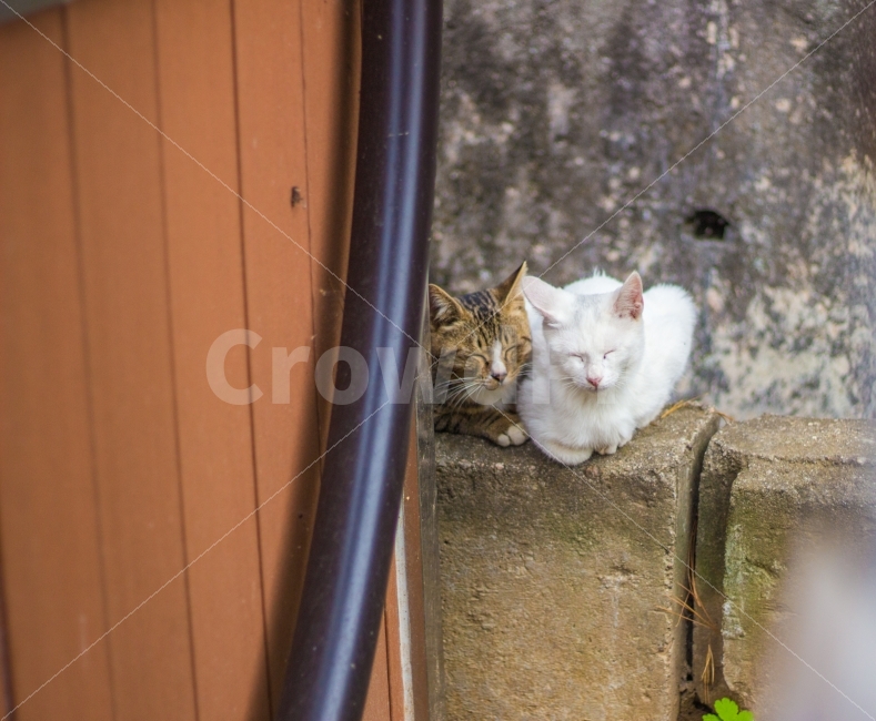 고양이,길고양이,동물,cat,포유류,감성,일상,DSLR,100D,canon,코숏,가을,animal,kitty,길냥이,반려동물,편안,분위기,자연스러움,자연,따뜻함,고양이커플,사랑,고양이부부,흰고양이,훈훈함,웃음,미소,동물,animal,포유류,mammal,고양이,cat,kitten,kitty,휴식,힐링,rest,relaxation,healing
