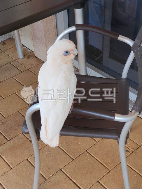 카나리아,앵무새,조류,새,흰새,동물,birds,animals,의자