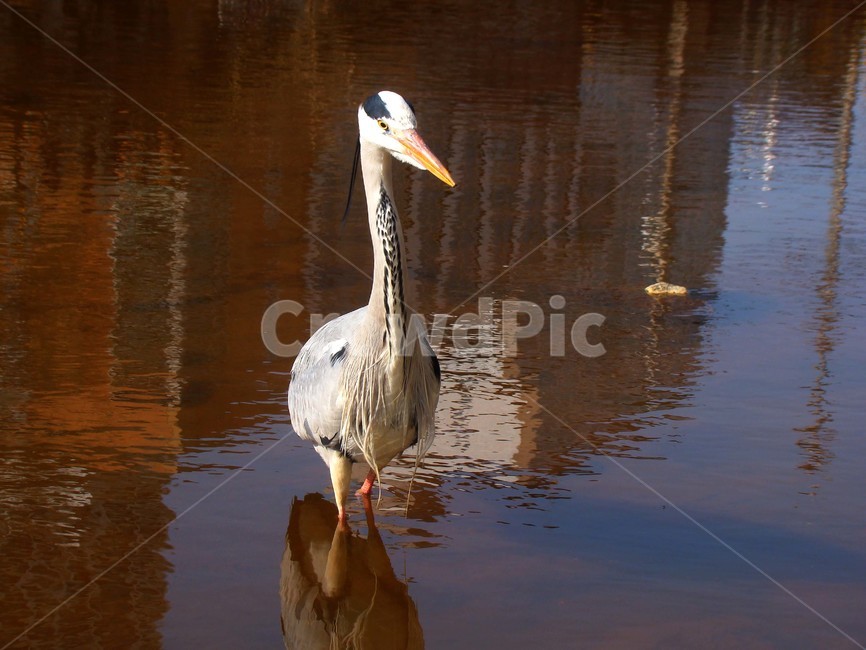 학,조류,새,bird,왜가리,동물,불광천,동물,animal,조류,새,birds