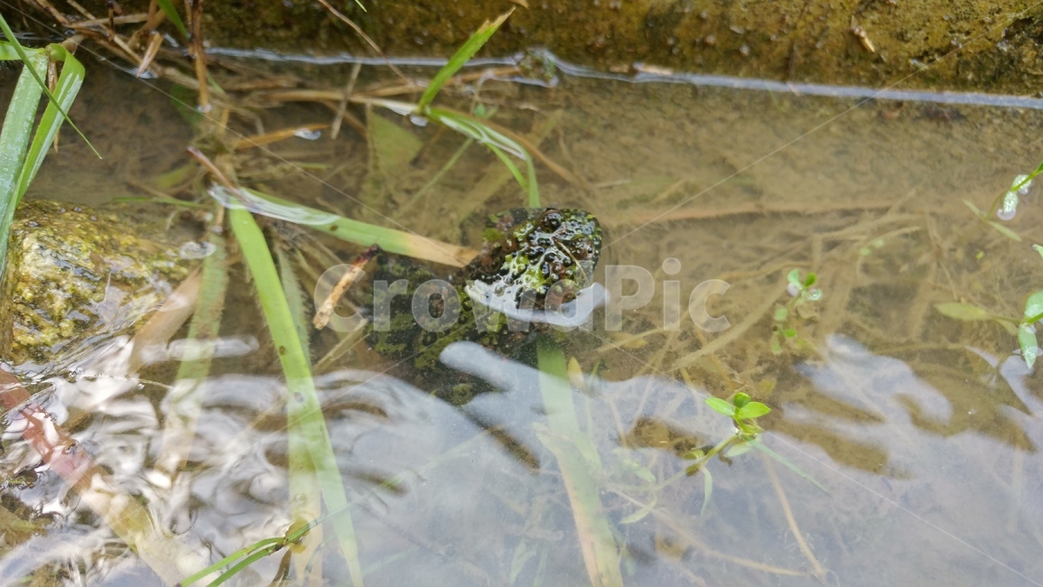 두꺼비,개구리,frog,동물,양서류,식물,toad,초록,green,이슬,자연,동물,animal