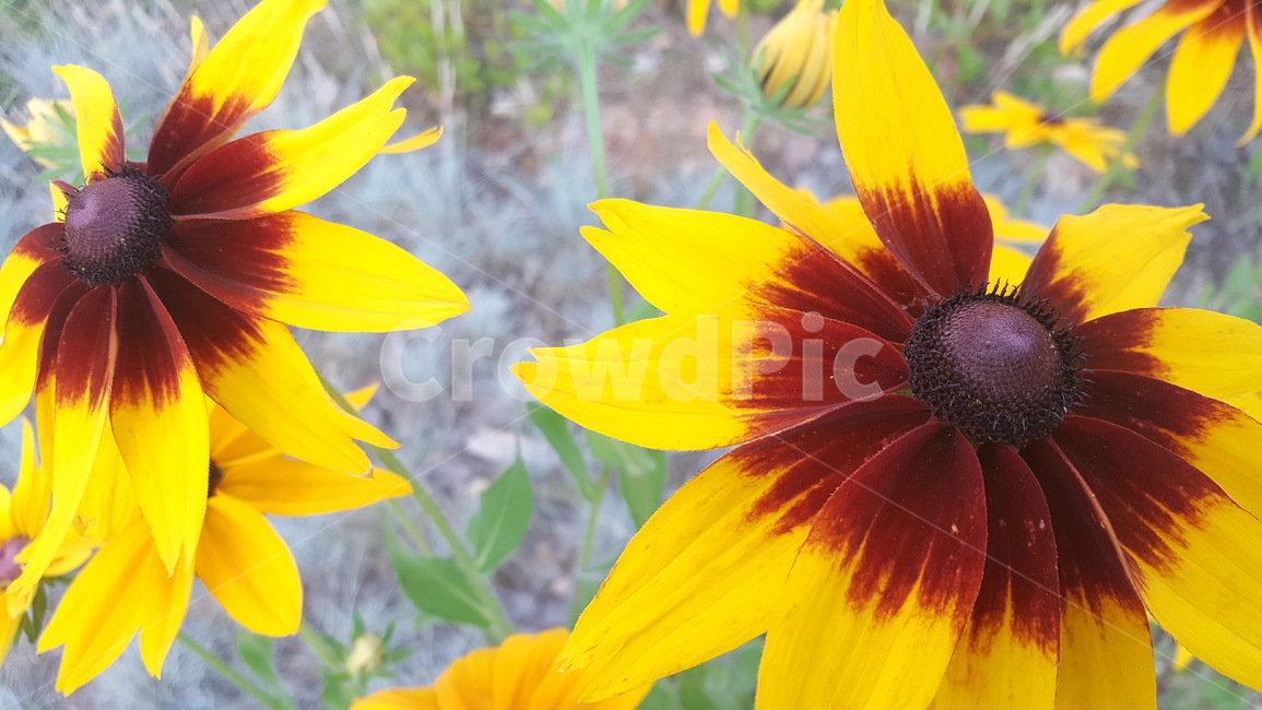 노란꽃,꽃,flower,yellow,노란색