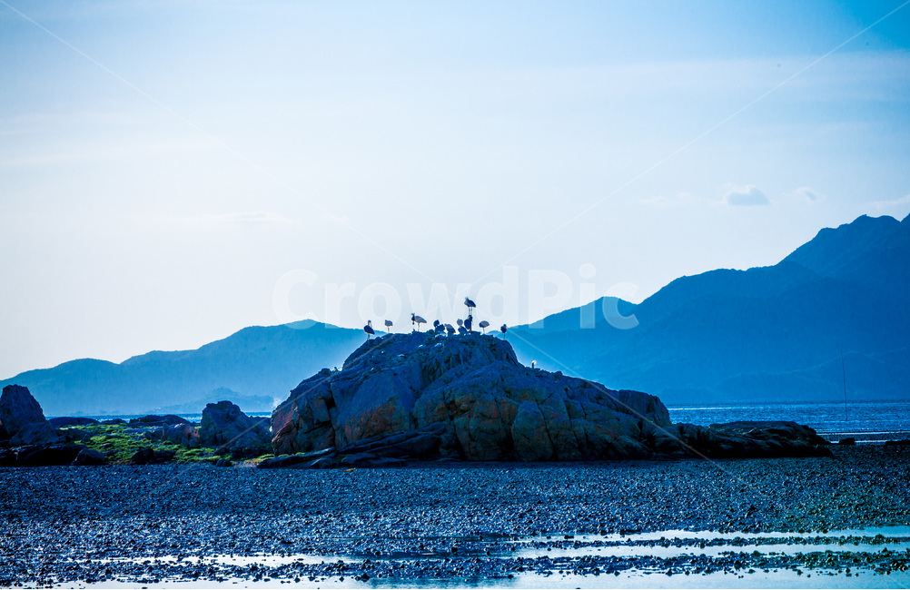 영종도,자연,풍경,갯벌,철새,낙조,석양,감성,자연,풍경,nature,landscape,한국자연풍경,한국자연경관,korea nature landscape,동물,animal,조류,새,birds,outdoors,옥외,land,땅,shoreline,해안선,water,물,sea,바다,ocean,대양,promontory,곶,coast,연안,island,섬,bird
