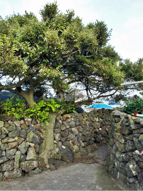 올레,돌담,제주,조천읍,올레18코스,올레길,전통,제주도,jeju,jeju island,wall,벽,tree,나무,plant,식물