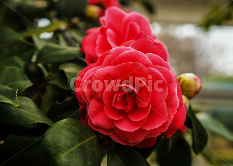 꽃,빨강,빨간꽃,동백,봄,식물,자연,plants,nature,꽃,flower