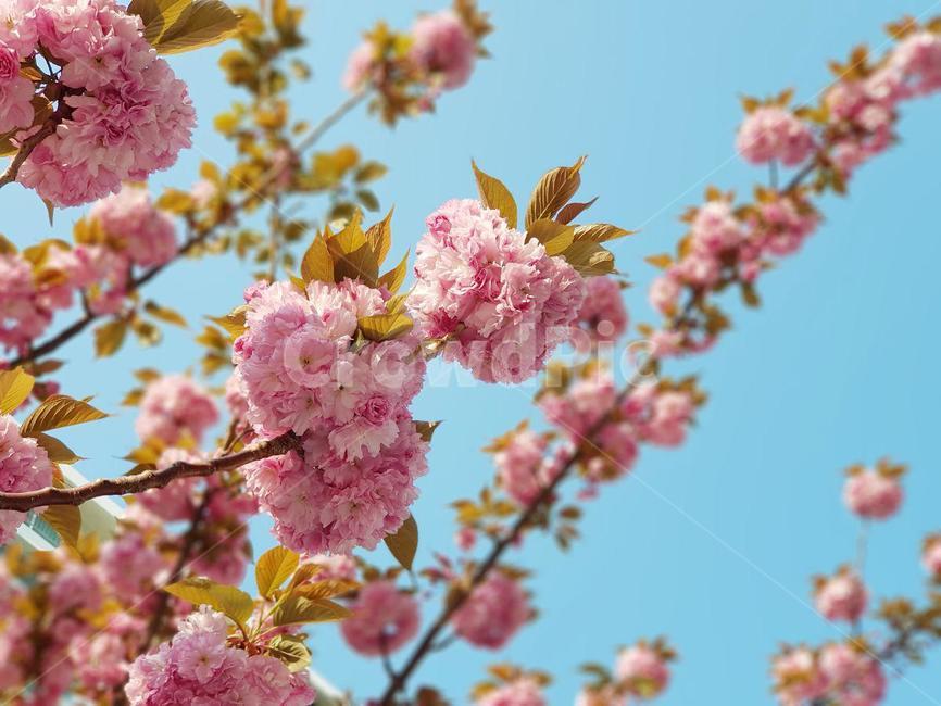 겹벚꽃,벚꽃,벛나무,벚꽃나무,봄,꽃