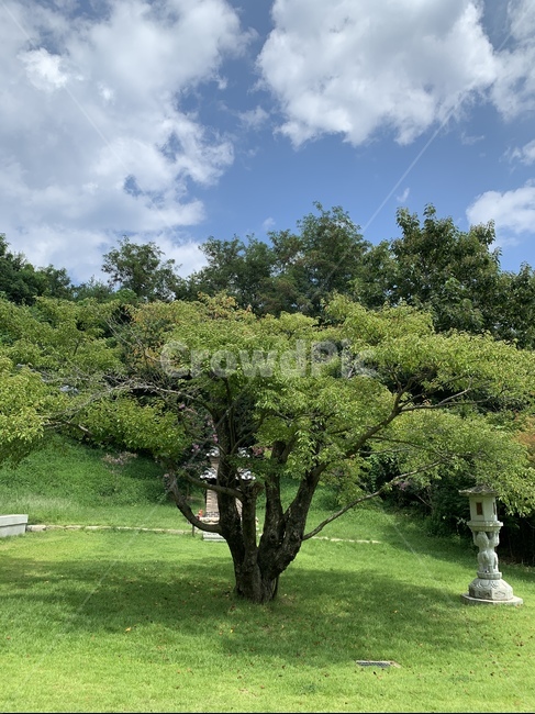 식물,plant,잔디,나무,tree,여름