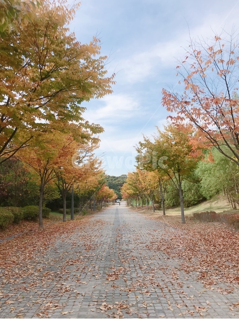 가을,낙엽,희망적인,촉촉한,우수,맑은하늘,외로움,가을,계절,fall,autumn,season,자연,풍경,nature,landscape,tree,나무,plant,식물,leaf,잎,maple,단풍
