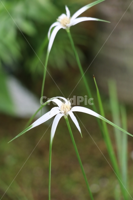 꽃,화원,식물,식물원,정원,식물,자연,plants,nature,꽃,flower