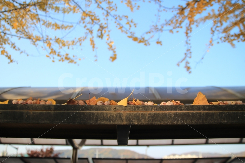 가을,하늘,자연,낙엽,은행나무,은행알,곡교천,가을,계절,fall,autumn,season