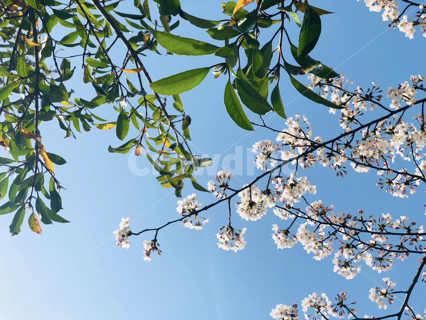 벚꽃,나무,봄,꽃,하늘,봄,계절,spring,season,식물,자연,plants,nature,꽃,flower,plant