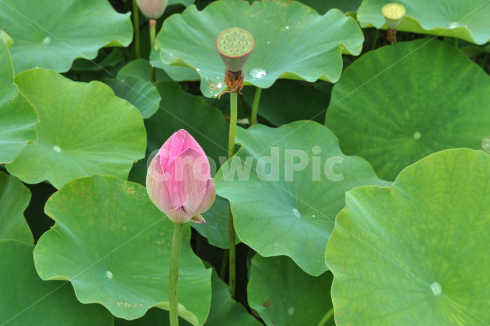 연꽃,lotus,연못,꽃,연잎,여름꽃,자연,flower,pond,안압지,연꽃단지,꽃봉우리,식물,자연,plants,nature,꽃,flower