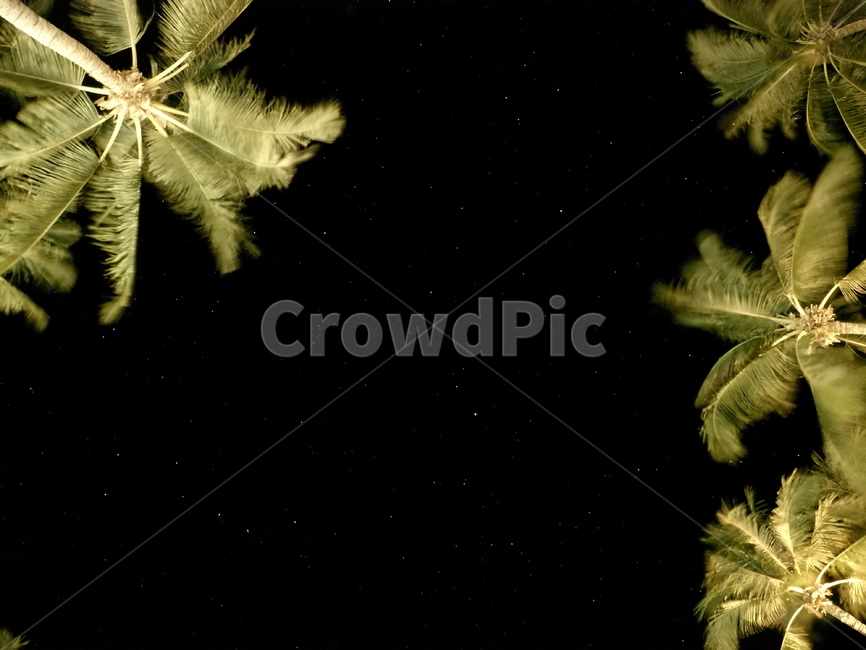 야자수,식물,밤,별,밤하늘,나무,야경,밤,풍경,nightscape,night,landscape