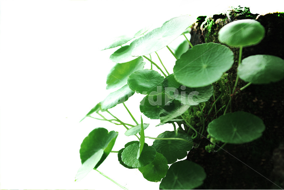 leaf,잎,plant,식물,코인플라워