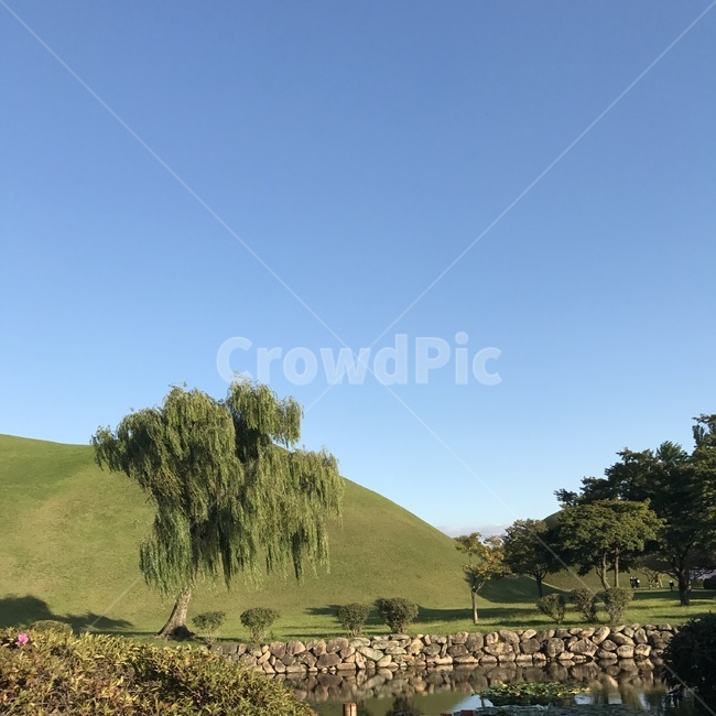 경주,나무,대릉원,풍경,취미,연못,풀,여름,느티나무,사물,자연,돌,한국전통,한국문화,korean traditional,korean culture,랜드마크,landmark,tourist attraction,한국랜드마크,한국관광지,한국명소,korea landmark,korea tourist attraction
