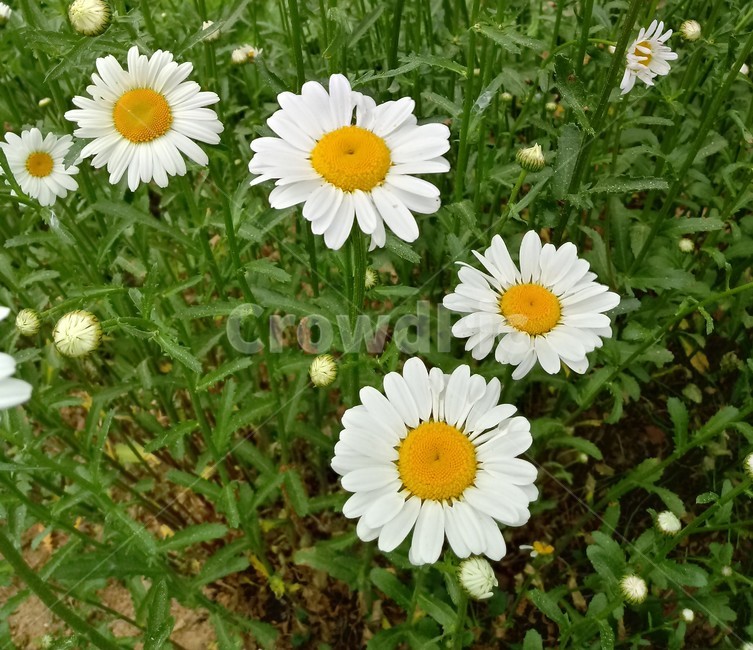 옥스아이데이지,oxeyedaisy,whitedaisy,marguerite,국화과,관상용,식용,약용,식물