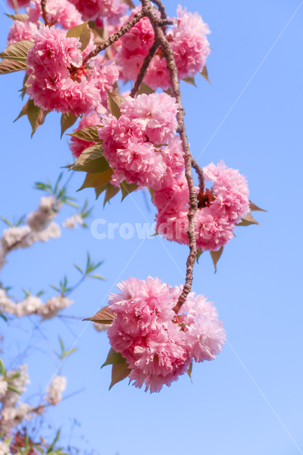 벚꽃,봄,하늘,cherryblossom,spring,식물