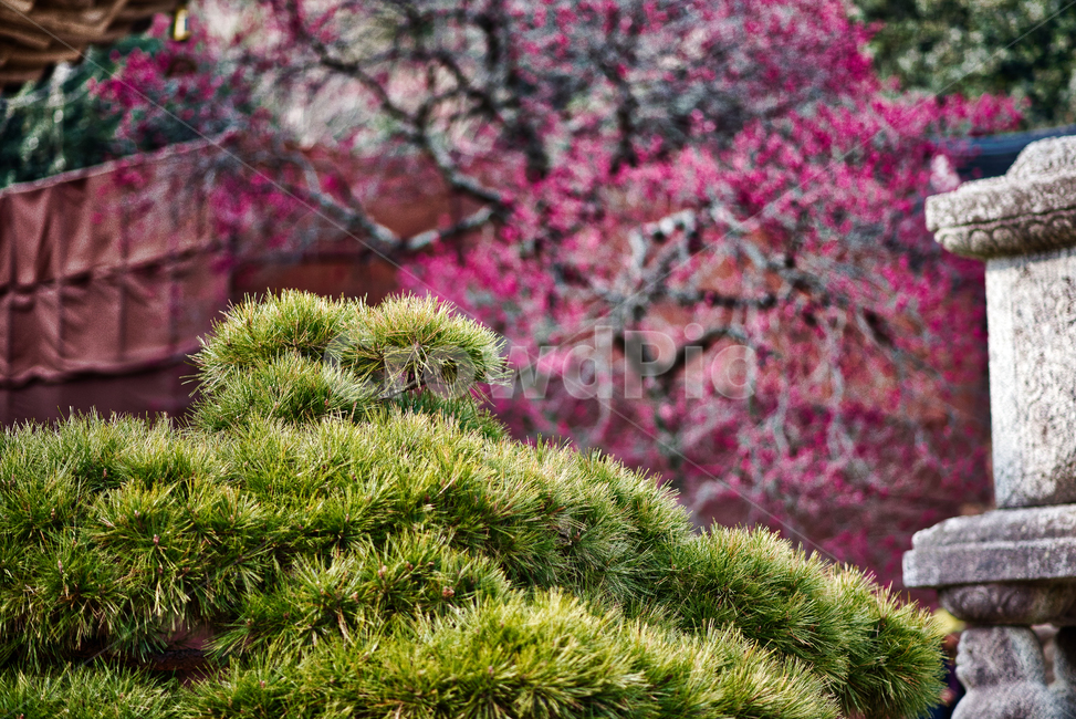 화엄사,풍경,천년고찰,사찰,지리산,식물,자연,plants,nature