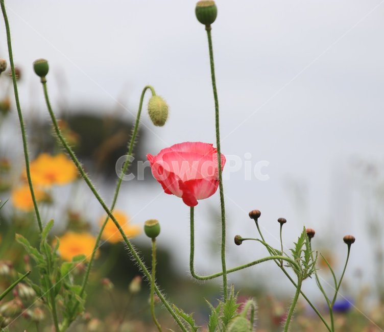 꽃,여름,양귀비,야생화,배경화면,식물,자연,plants,nature,꽃,flower