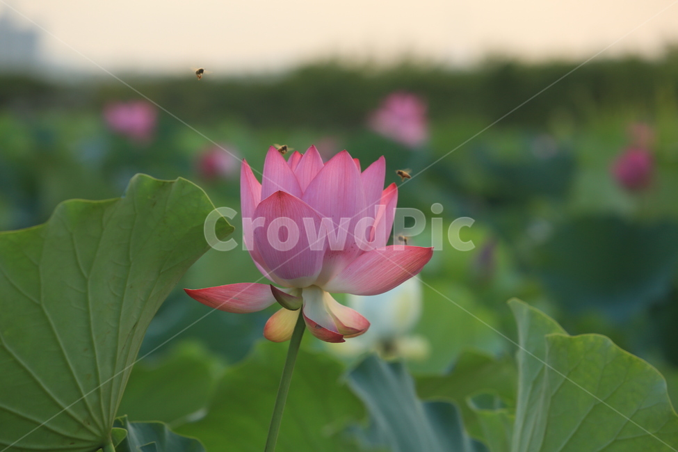 연꽃,관곡지,연꽃테마파크,아침연꽃,연밭,연잎,식물,자연,plants,nature,꽃,flower
