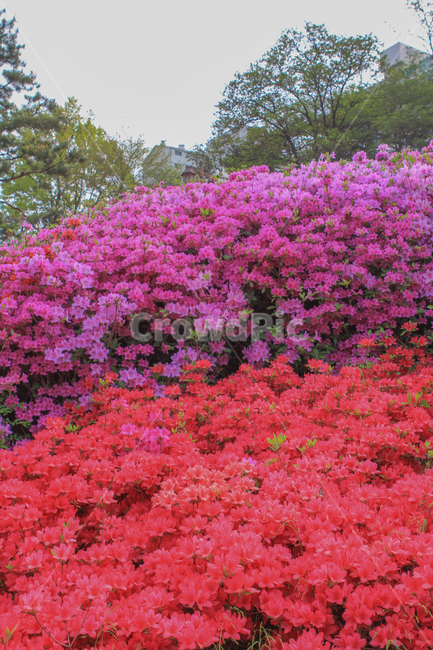 진달래,꽃,진달래축제,분홍,핑크,색깔,색감,자연,식물,봄,계절,azalea,flower,pink,color,nature,plants