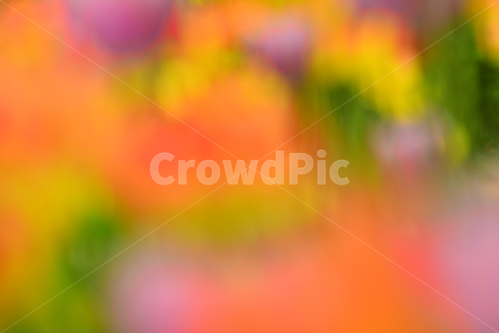 봄,봄이미지,꽃,봄꽃,배경,바탕화면,백그라운드,아웃포커스,배경화면,색감,칼라풀,colorful,flowers,background,몽환적,dreamy,꿈,아름다운,뷰티풀,카다로그,광고,디자인소스,그래픽소스,beautifulcolor,채도,색상,pink,분홍색,파스텔톤,노랑,보라,퍼플,purple,violet,yellow,red,빨강,녹색,그린,감성,필,느낌,feeling,emotion,sensibility,봄,계절,spring,season,감성,sensible,feeling,색깔,색상,색채,색감,color sense,color sensitivity,feeling of color