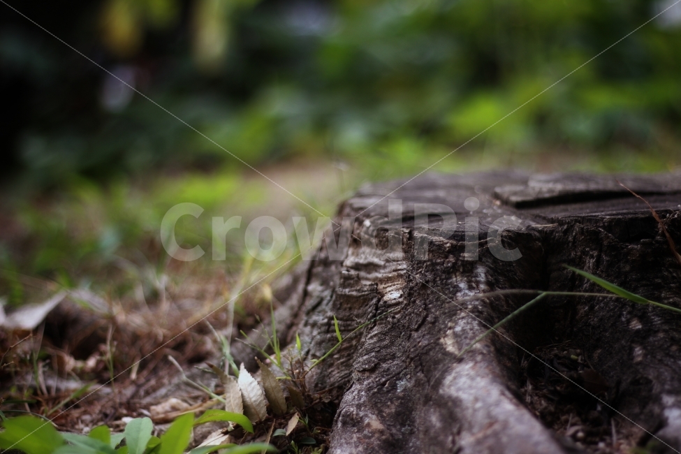 나무,감성,가을,낙엽,외로움,식물,자연,plants,nature