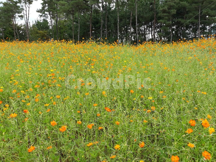 황화코스모스,드림파크,꽃동산,가을나들이,서울근교,yellowcosmos,가을,계절,fall,autumn,season,plant,식물,outdoors,옥외,grassland,목초지,field,들,nature,자연,farm,농장,rural,농촌,meadow