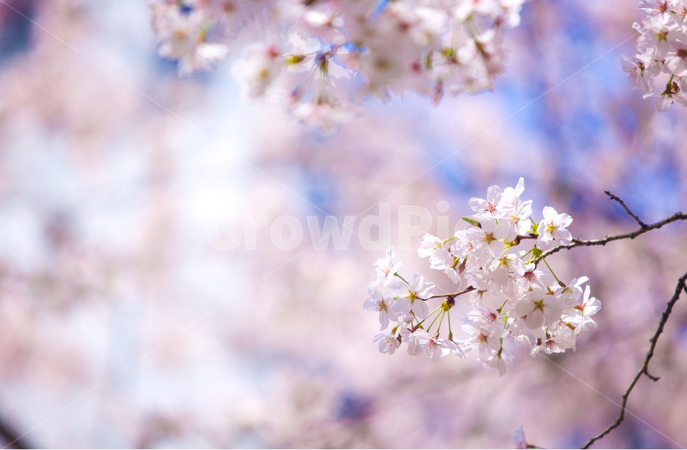 벚꽃,봄,srpingcherryblossom,꽃,계절,springseason,식물,자연,plantsnatureflower,봄,계절,spring,season,식물,자연,plants,nature,꽃,flower,감성,sensible,feeling,plant,blossom