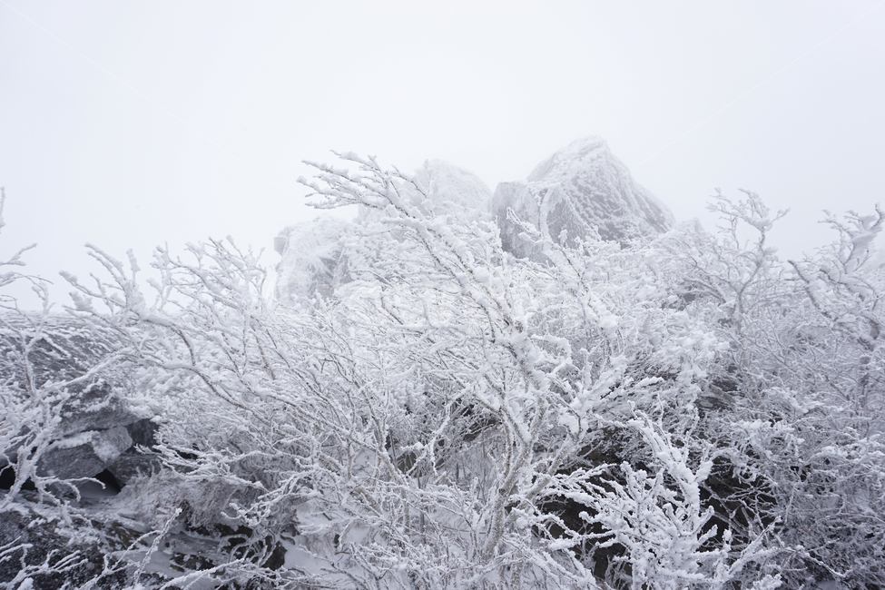 nature,자연,outdoors,옥외,ice,빙,snow,눈,서리,나무,산,겨울산,나무가지,겨울,계절,winter,season