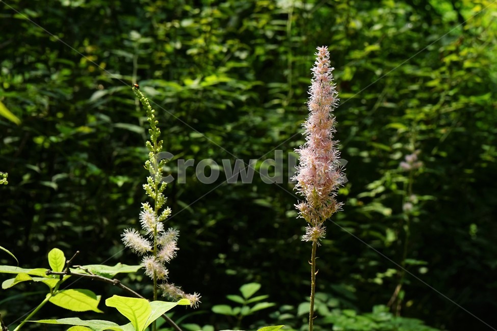자연,꽃,숲,햇빛,nature,flower,sunlight,식물,자연,plants,nature,꽃,flower