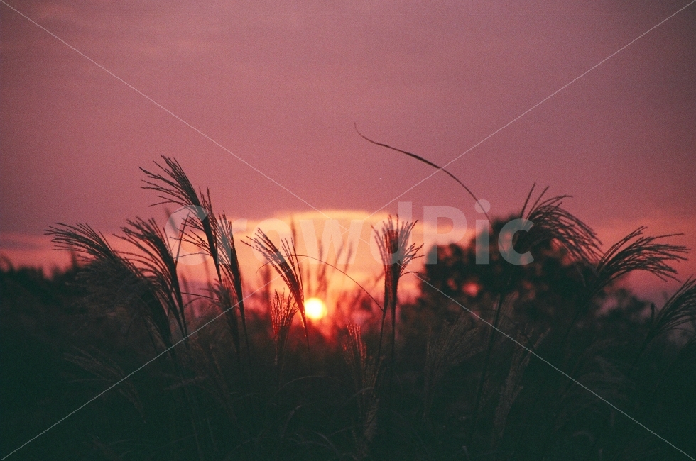 노을,억새,하늘,가을,구름,자연,풍경,nature,landscape,감성,sensible,feeling,plant,식물,grass,잔디,lawn,reed,갈대