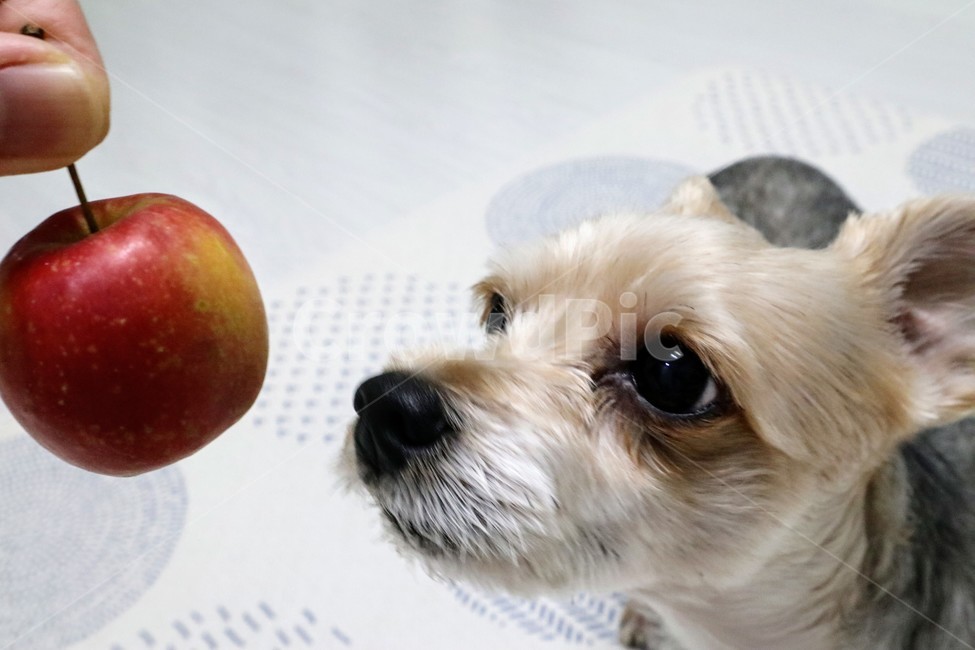 사과,미니사과,강아지,개,애견,dog,pet,동물,과일,fruit,동물,animal,포유류,mammal,개,강아지,dog,doggy