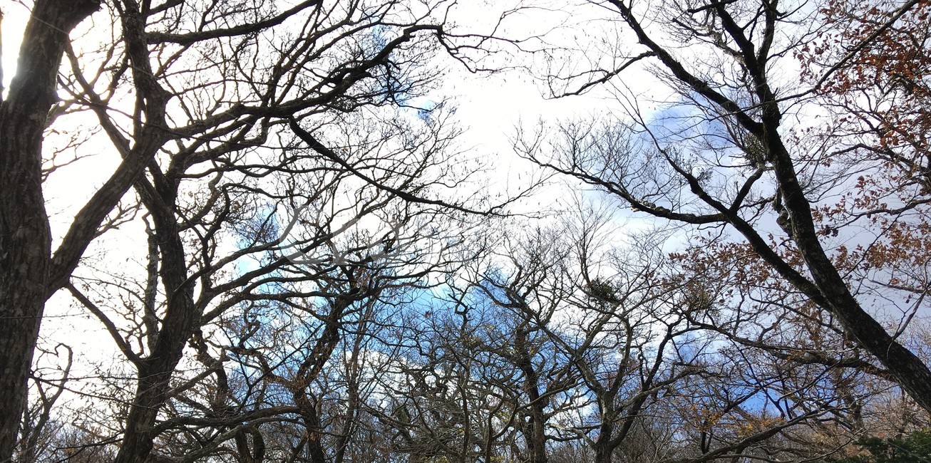 제주,한라산,가을,나무,산림