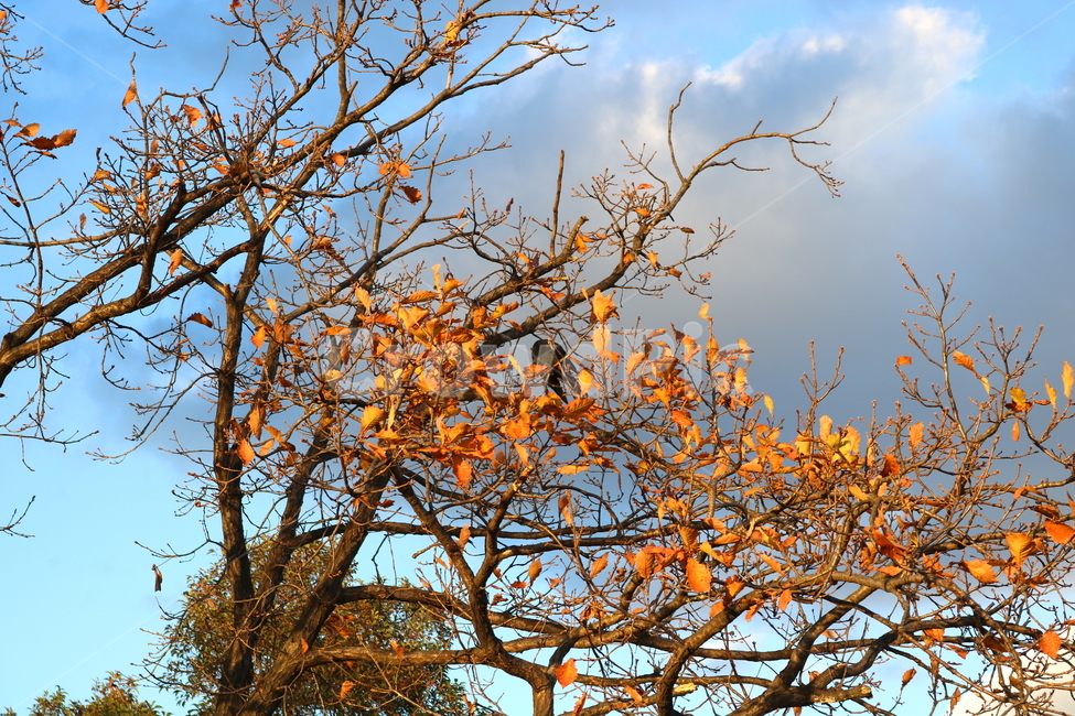 하늘,구름,나무,자연,풍경,새,까마귀,조류,동물,가을,계절,fall,autumn,season,식물,자연,plants,nature,나무,trees,wood,동물,animal,조류,새,birds,plant,tree