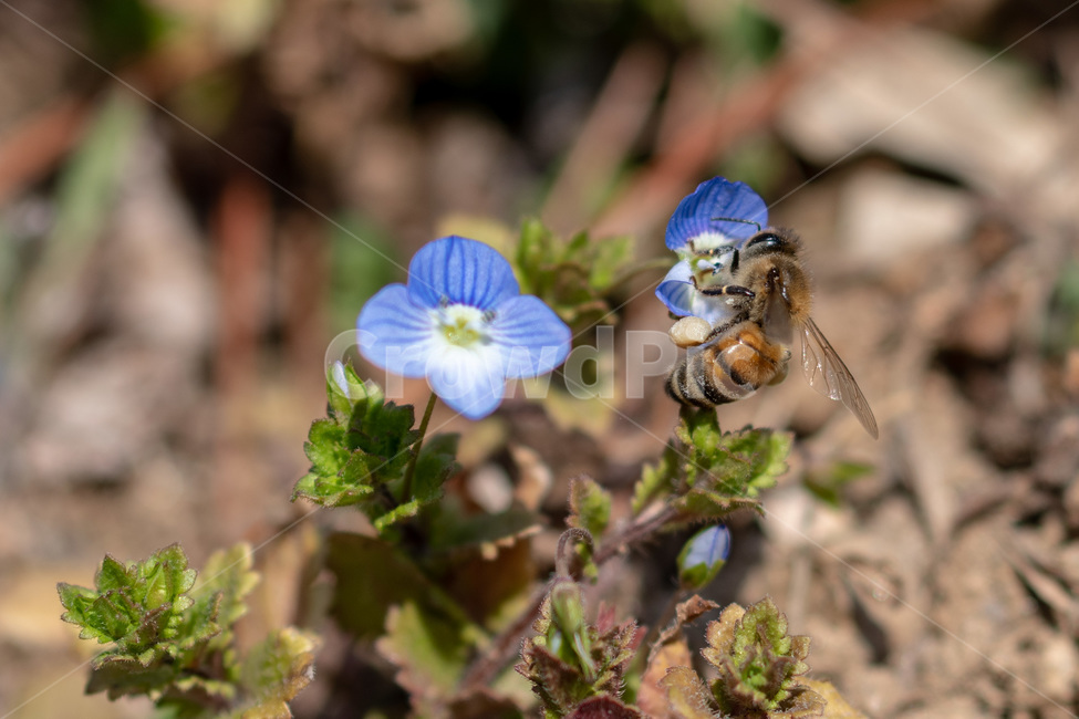 봄까치꽃,꽃,개불알꽃,큰개불알꽃,잔디꽃,봄꽃,풀꽃,식물,자연,plants,nature,꽃,flower,동물,animal,곤충,벌레,insect,bug