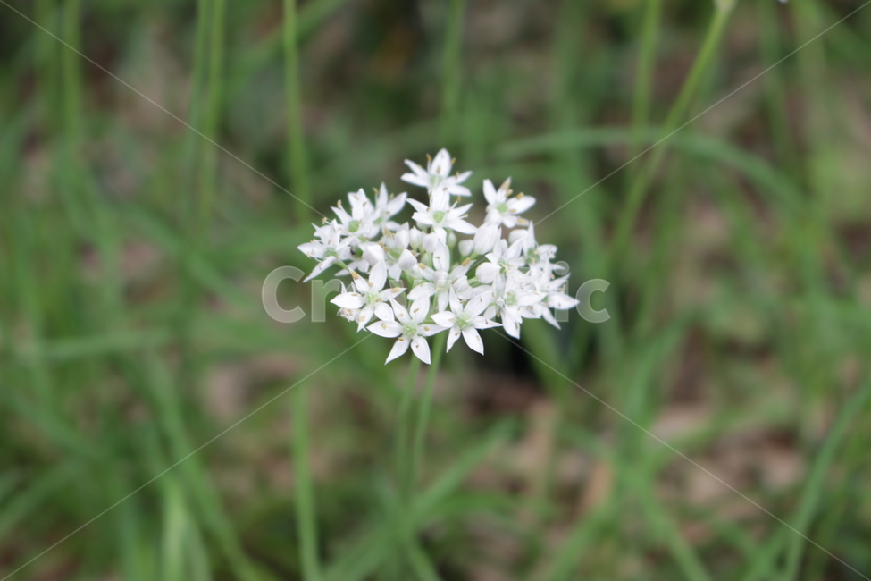 식물,꽃,하얀꽃,잔디,들꽃,작은꽃,식물,자연,plants,nature,꽃,flower